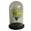 Bob Shrunken Head with Hair in Bell Jar